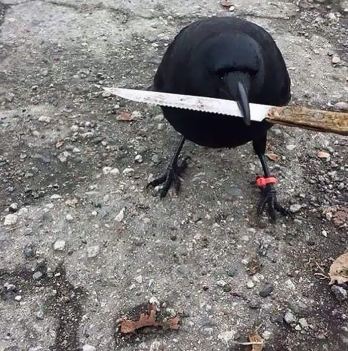 Cursed meme of a black bird holding a knife on gravel ground, showcasing humor in unusual contexts.