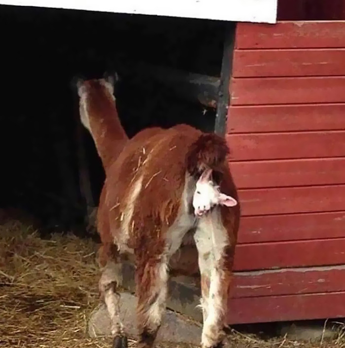 Cursed meme of a goat humorously positioned near a red barn.