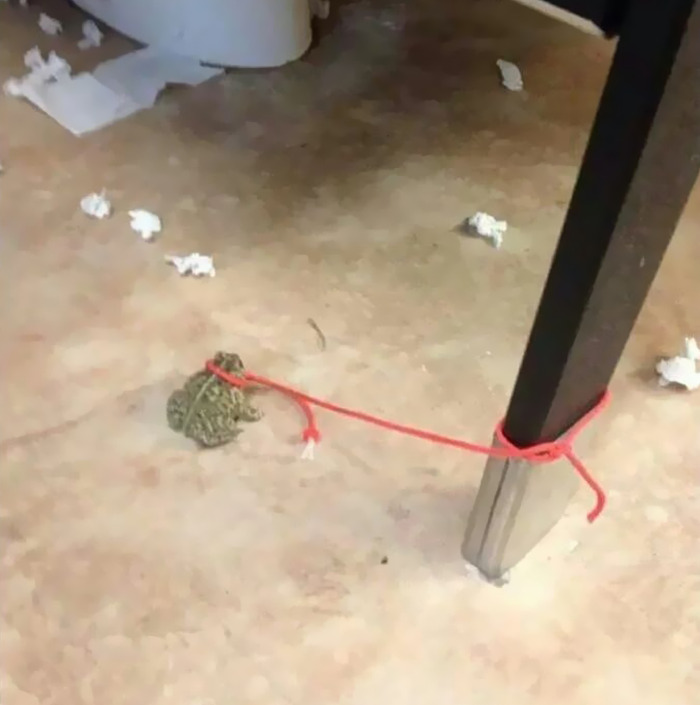 Cursed meme featuring a frog tied to a table leg with red string on a messy floor.