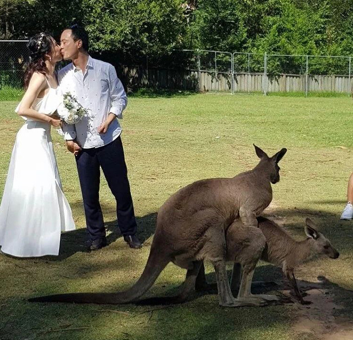 Cursed meme of a wedding with a couple kissing and kangaroos mating in the background.