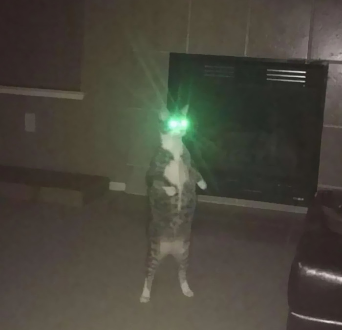 Cursed meme featuring a cat with glowing green eyes, standing upright in a dimly lit room.