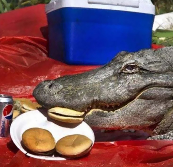 Cursed meme featuring a crocodile eating burgers next to a cooler and a can of Pepsi.
