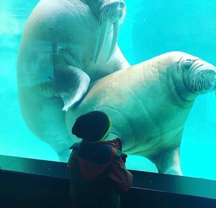 Cursed meme featuring seals interacting with a small child at an aquarium window.