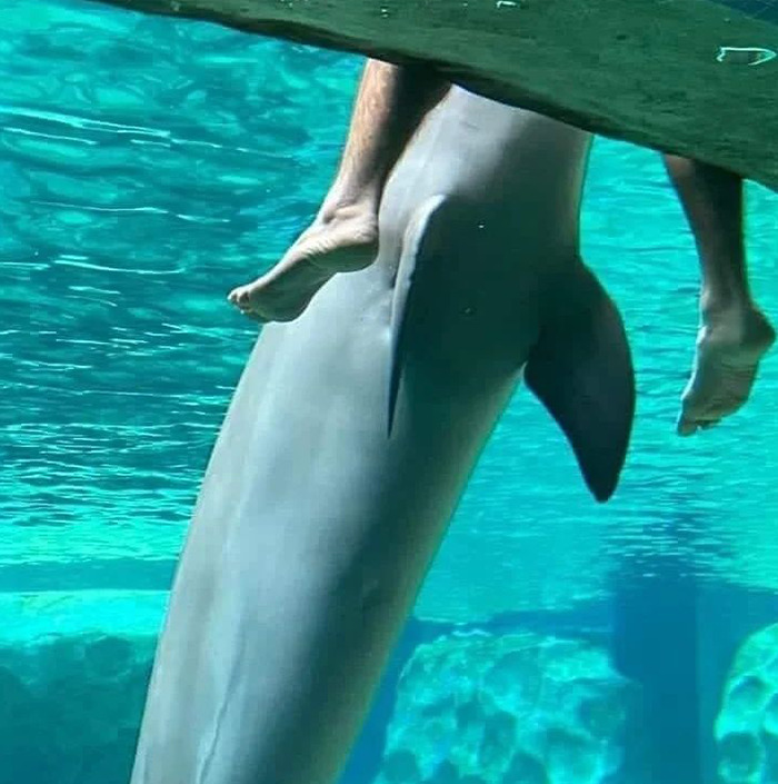 Cursed meme showing a dolphin with human legs protruding from its body, creating a humorous and surreal image.