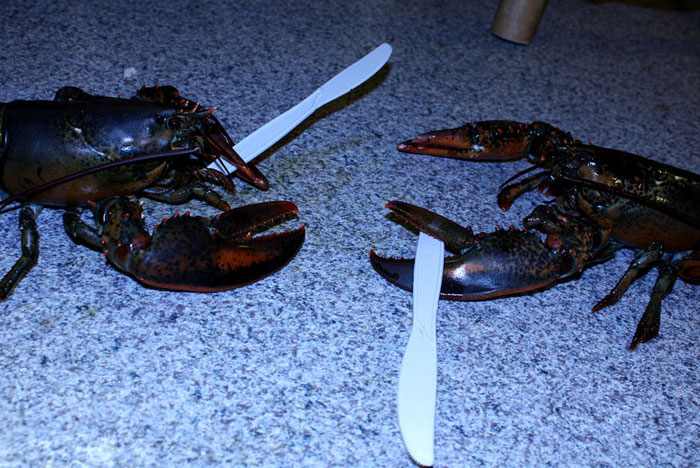 Cursed meme of lobsters fighting with plastic knives on a countertop.