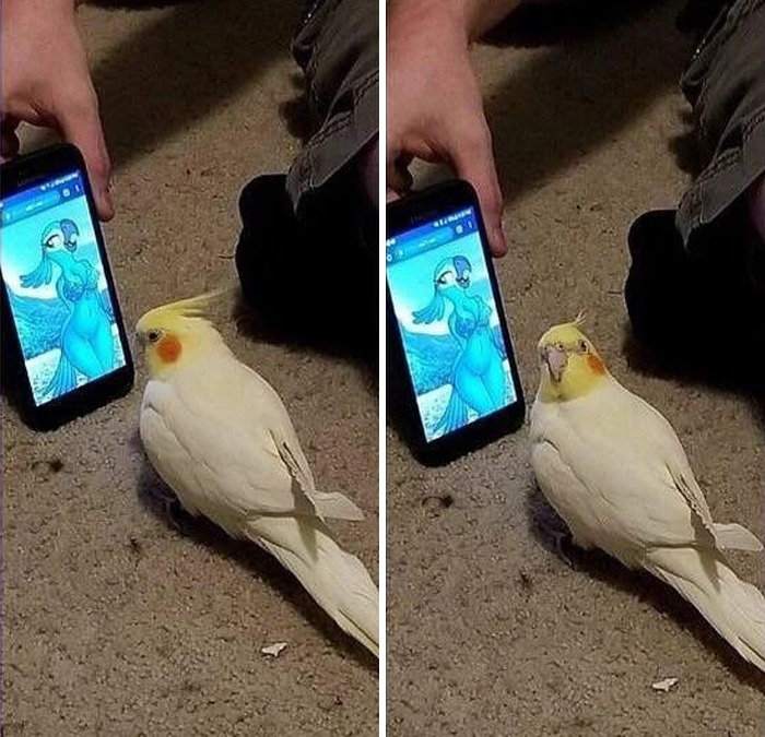 Cursed meme of a bird looking at a phone displaying a cartoon bird image.