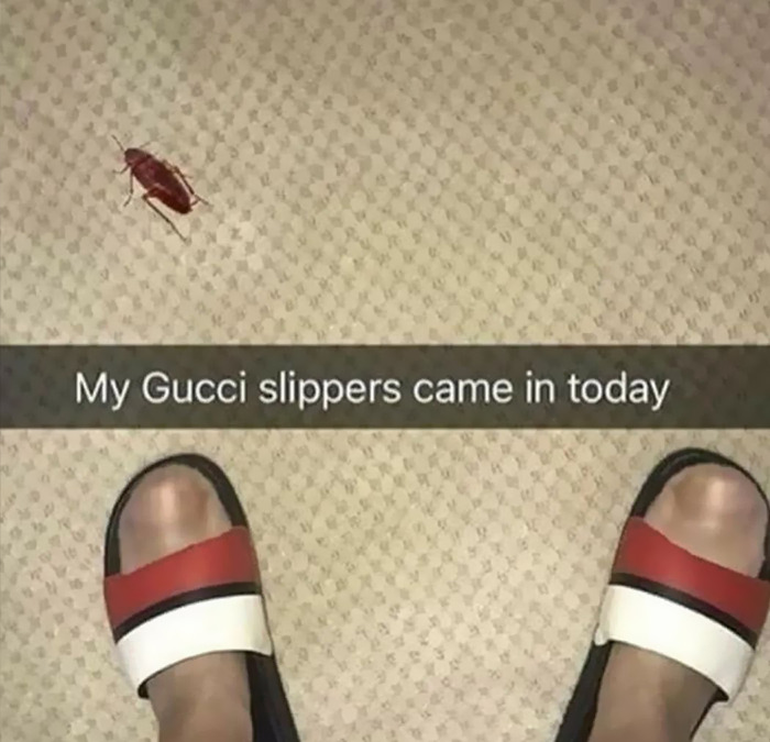 Cursed meme with Gucci slippers next to a cockroach, captioned "My Gucci slippers came in today."