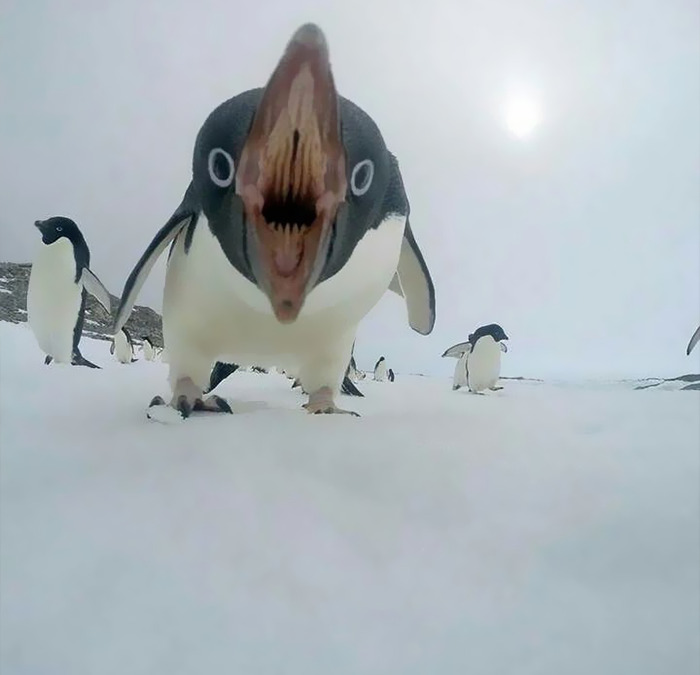 Cursed meme of a penguin with wide open mouth in snowy landscape, creating a humorous effect.