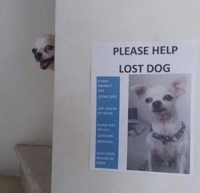 Cursed meme showing a lost dog poster with the dog peeking around a corner.