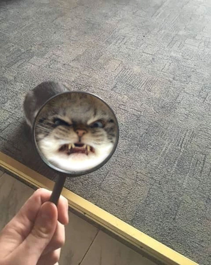 close-up view of a cat's face through a magnifying glass