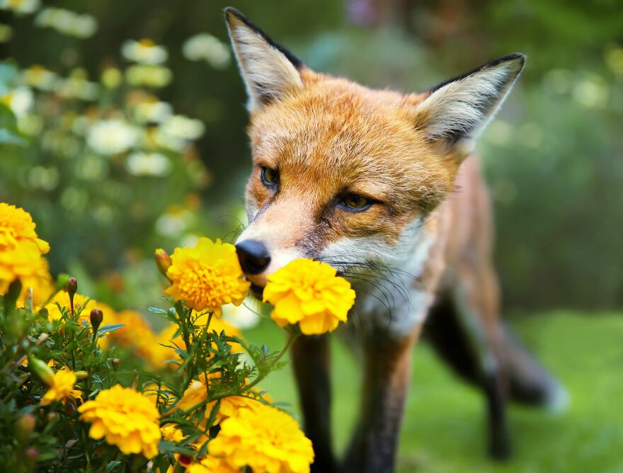 Here Are 11 Animals Sniffing Flowers To Help Brighten Your Day
