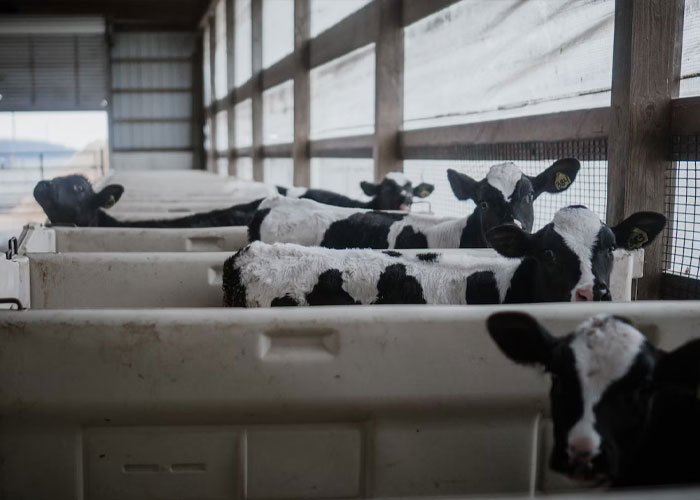 “Enjoy Your Next Cheap Pepperoni Pizza”: 30 Disturbing Facts About The Food Industry That May Leave A Poor Taste In Your Mouth