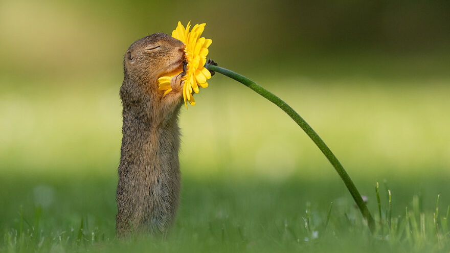 Here Are 11 Animals Sniffing Flowers To Help Brighten Your Day