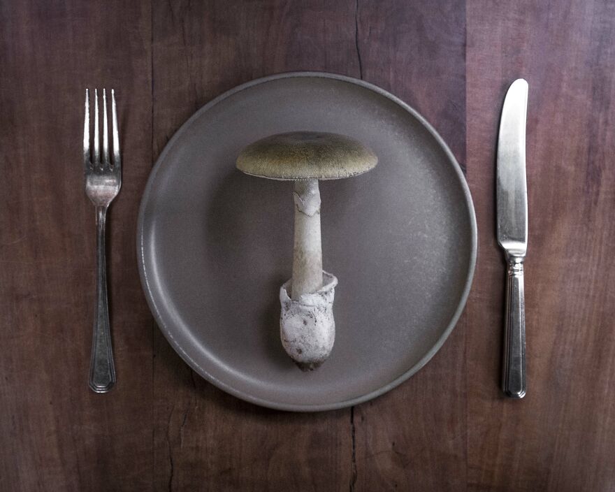 Celebrating Nature's Masterpiece: Stunning Mushroom Flatlays Curated Straight From The Woods By Moritz Schmid
