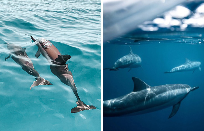 New Discovery Of Dolphins Using Baby Talk With Their Offspring Provides Fascinating Insight Into Animal Parenting