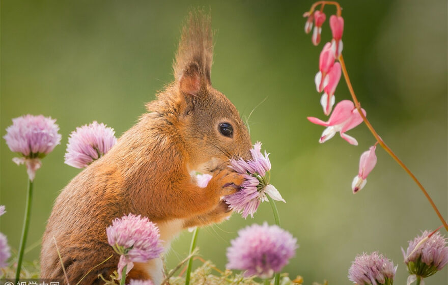 Here Are 11 Animals Sniffing Flowers To Help Brighten Your Day