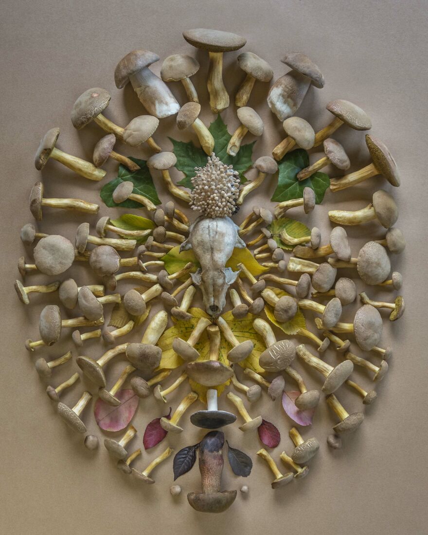 Celebrating Nature's Masterpiece: Stunning Mushroom Flatlays Curated Straight From The Woods By Moritz Schmid