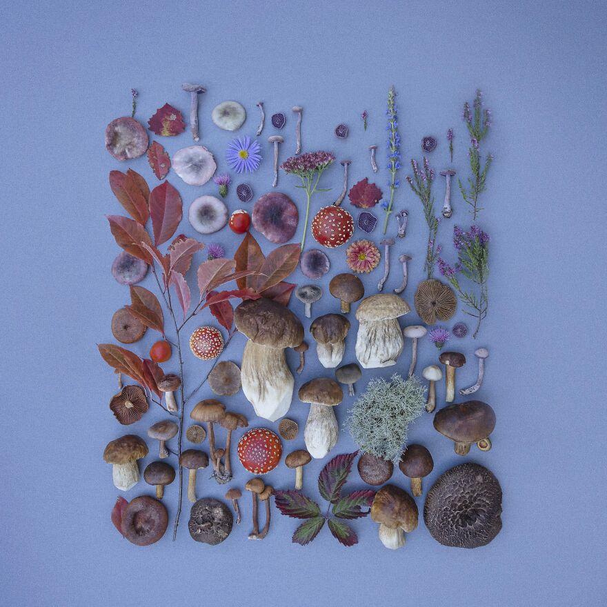Celebrating Nature's Masterpiece: Stunning Mushroom Flatlays Curated Straight From The Woods By Moritz Schmid