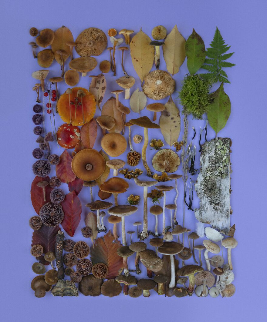 Celebrating Nature's Masterpiece: Stunning Mushroom Flatlays Curated Straight From The Woods By Moritz Schmid