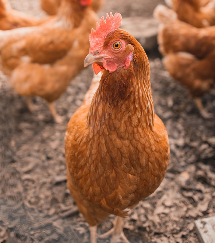 A brown hen standing in a coop, representing food history facts related to poultry and what we eat.