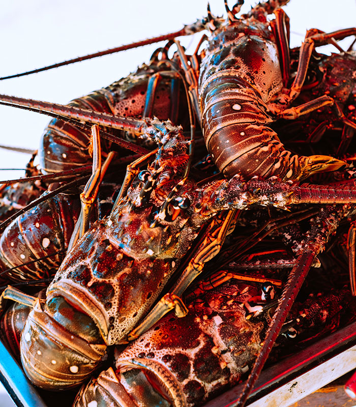 Food history facts: A close-up of several lobsters, illustrating the story behind what we eat and food history.