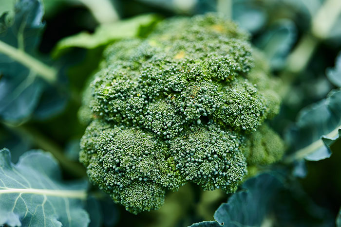 A close-up of a vibrant green broccoli head, showcasing the intricate texture, representing food history facts.