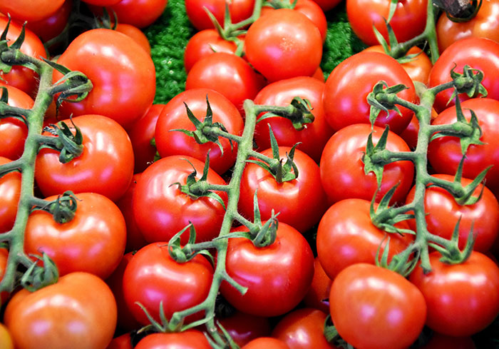 Close-up of ripe red tomatoes on the vine, showcasing the vibrant produce central to food history facts.