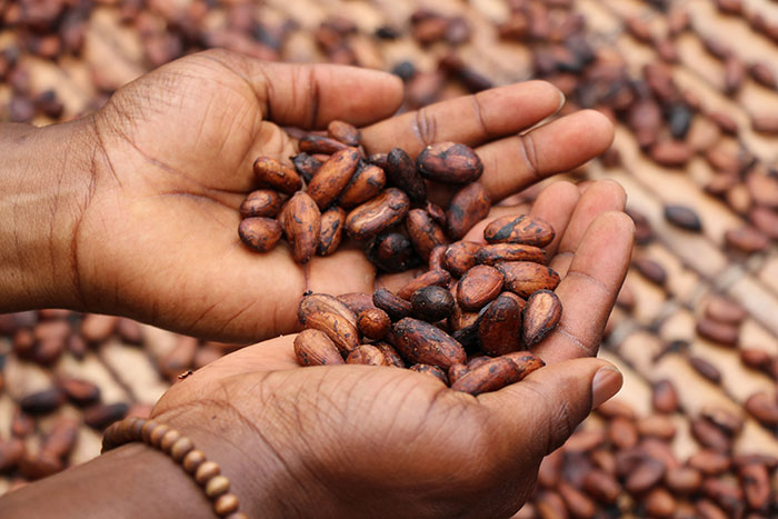 Hands holding a handful of dried cocoa beans, representing food history facts.
