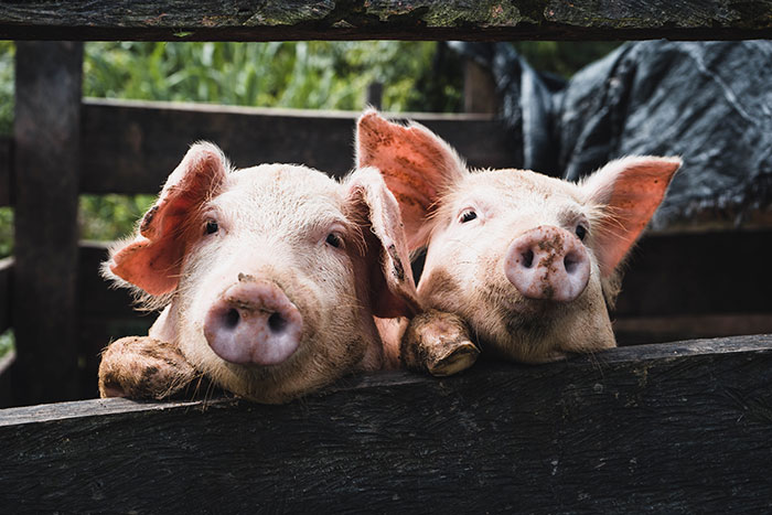 Two young pigs peeking over a wooden fence, illustrating food history facts.