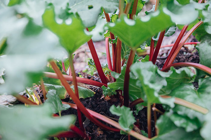 A close-up view of fresh rhubarb stalks and leaves, illustrating food history.