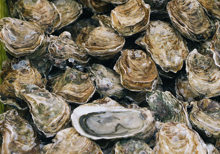 A pile of fresh oysters, with one open, revealing the food history facts of seafood.