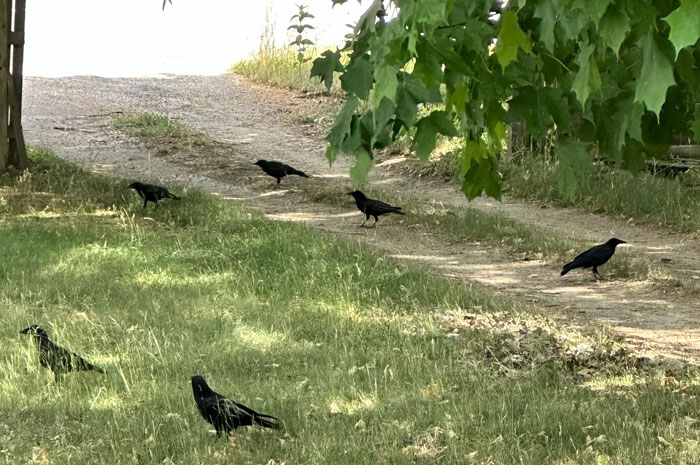 Woman Befriends Crow For Over 3 Years Until One Day She Brings Her Babies To Their Regular Hangout