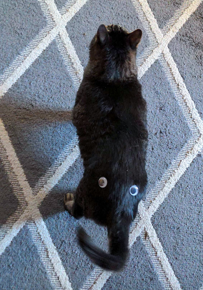 Apparently, This Is What My Husband Does To Our Cat When I'm Not Home