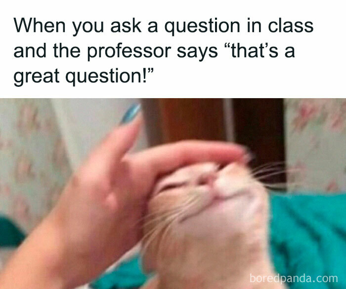 A cat being petted with text about asking a question in class, representing educational memes.
