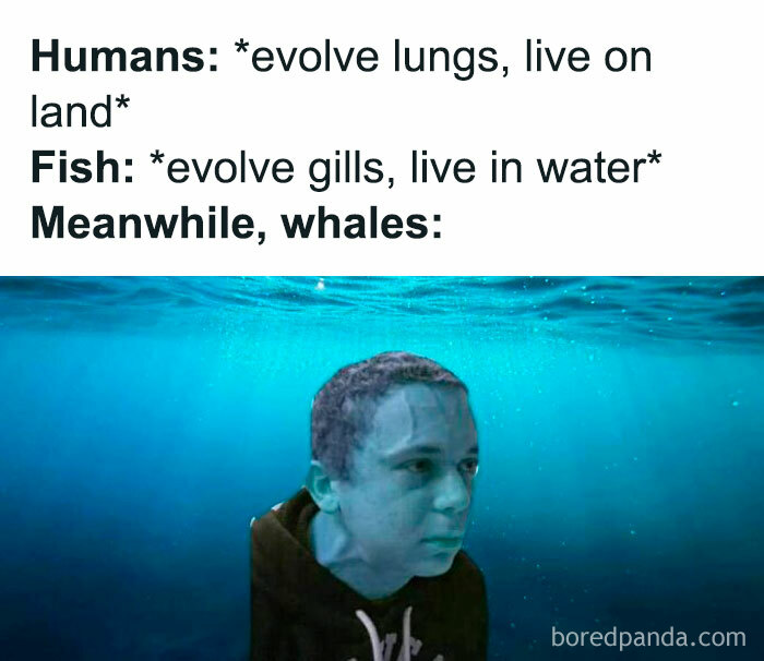 Meme with humorous text about evolution, showing a person underwater as a whale. Suitable educational meme for students.