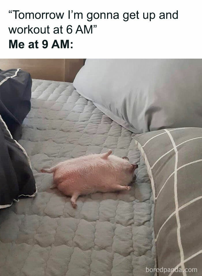 Hilarious meme of a small pig lying on a bed, humorously depicting morning workout motivation struggles.
