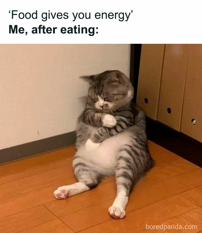 Lazy cat meme sitting against the wall after eating, captured from Instagram.