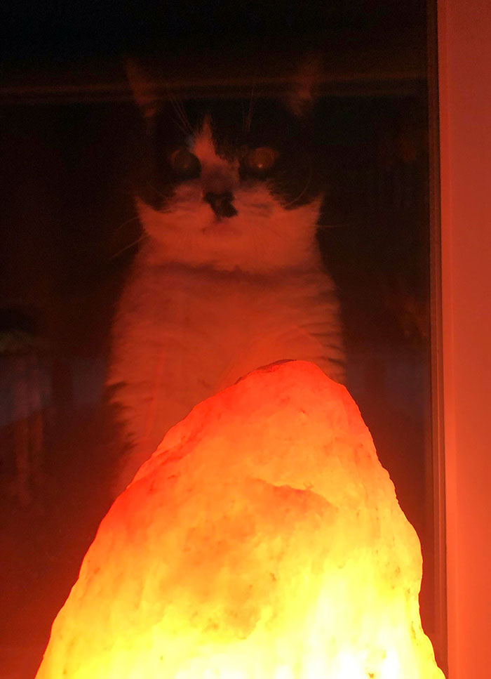 I Nearly Had A Heart Attack When I Saw My Cat At The Window