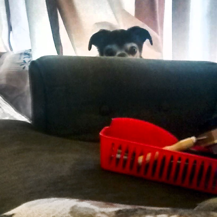 I "Felt" Someone Looking At Me. I Turned Around And Saw My Good Boy Having His Creepy Moment