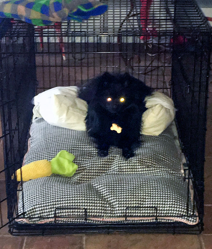 He Was An Abnormally Creepy Puppy. One Year Later, Barney Looks Possessed