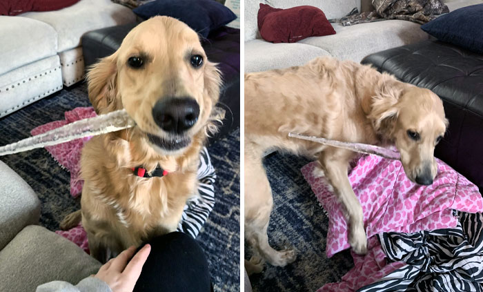 Ollie Occasionally Brings Me Presents From Outside. Today, She Brought This. I'm Slightly Terrified