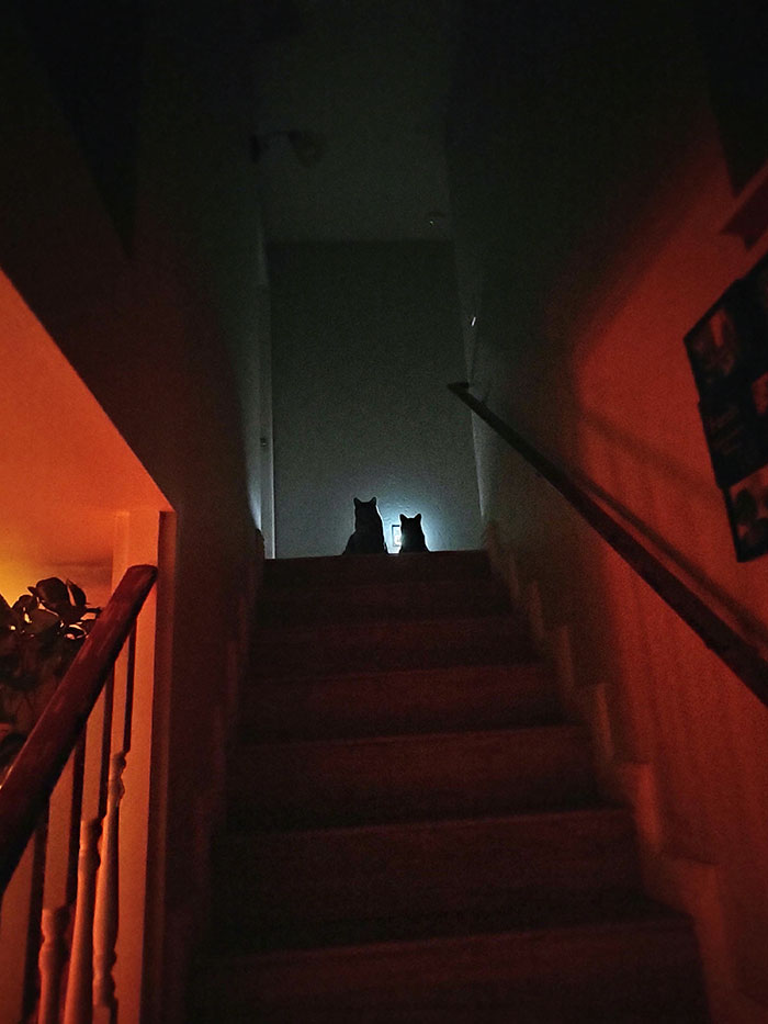 I Saw This On My Way To Bed. Why Do My Cats Do This To Me