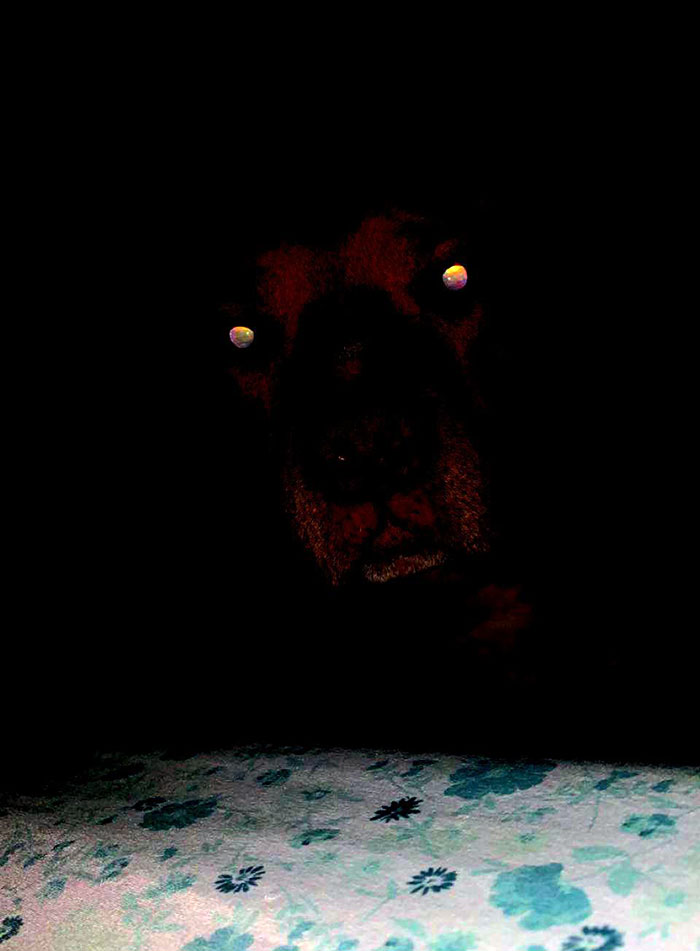 My Friend's Dog Woke Her Up, And She Saw This