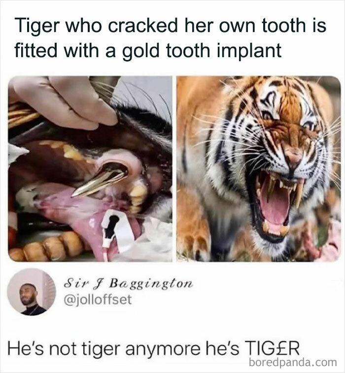 Tiger with gold tooth implant in humorous life meme from Punsworld.