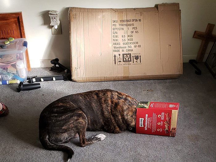 This Box Was Sitting At The Back Door With Another Box Inside Of It. He Was Gonna Get Those Last Little Crumbs