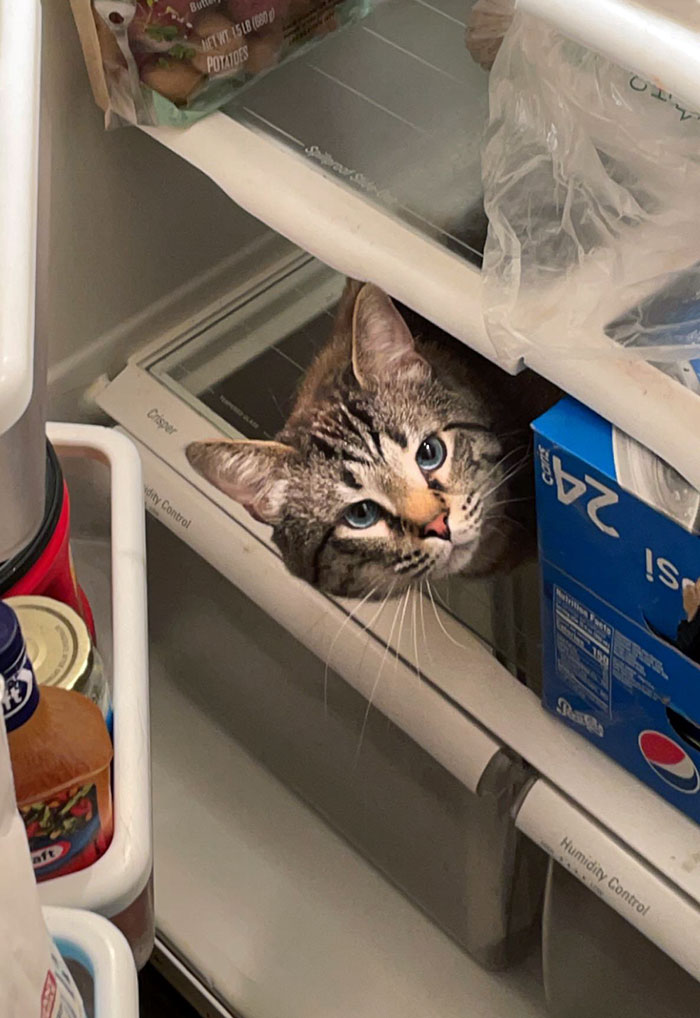 Goofy Likes Getting Himself Stuck In The Fridge
