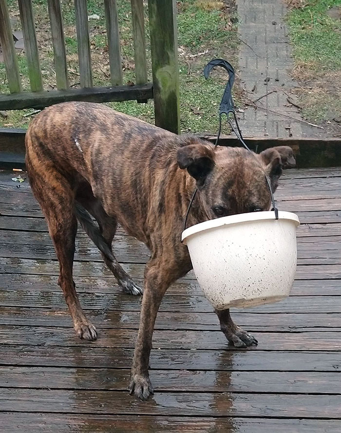 My Little Rocket Scientist Got A Planter Stuck To Her Head Trying To Drink Rainwater. All While Having Just Drank From Her Big Fresh Bowl In The House