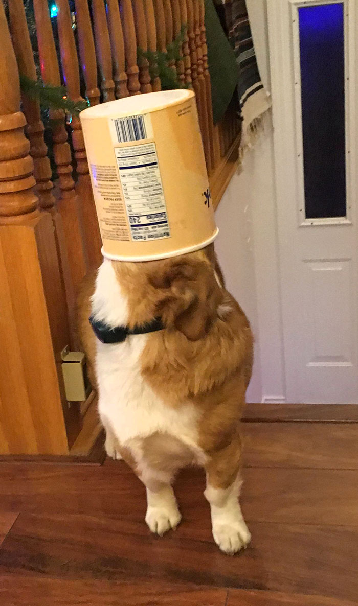 My Corgi Stuck In An Ice Cream Container