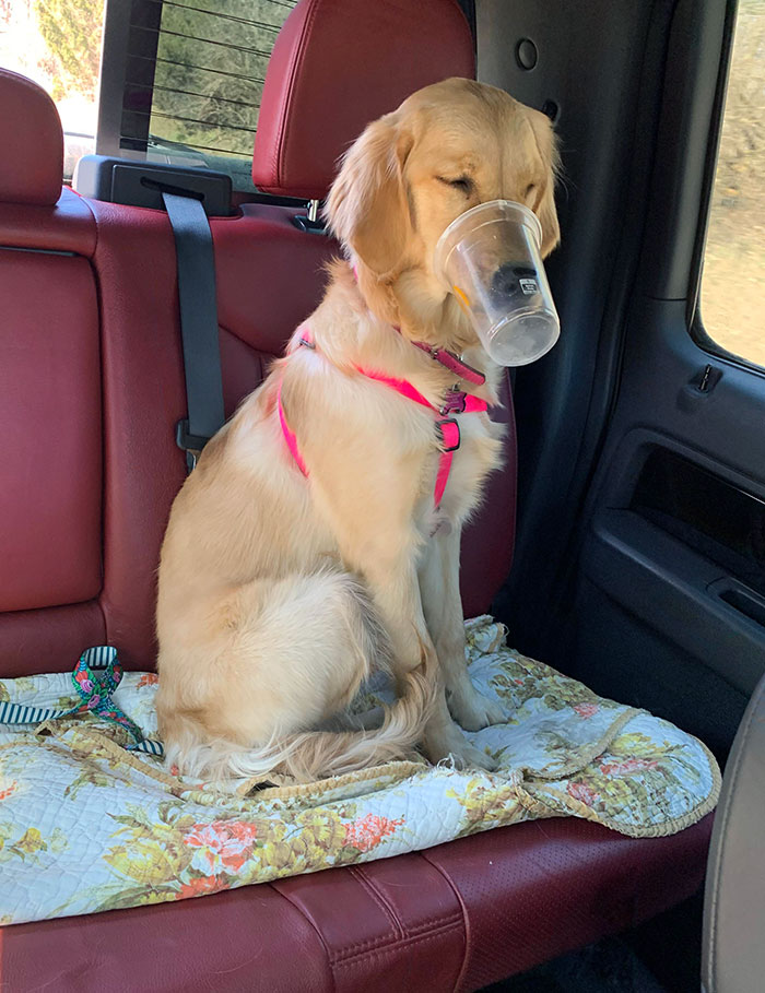 Poor Girl Got Her Face Stuck In A Milkshake Cup. She's Such A Mellow Dog That She Didn't Even Try To Remove It Herself. Just Looked At Us For Help