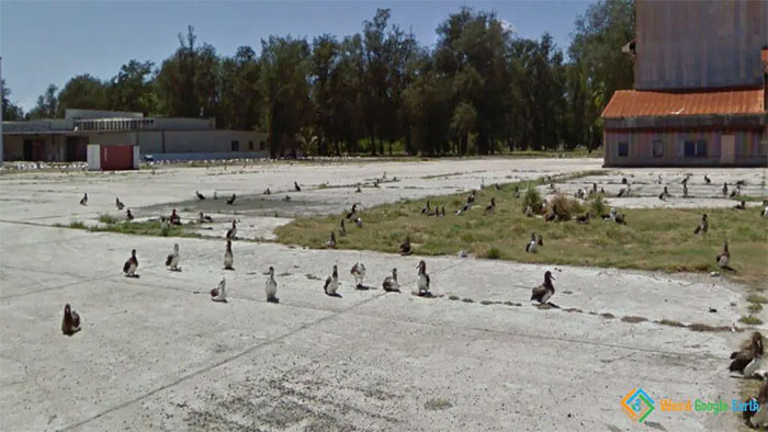 "Land Of The Birds". Location: Sand Island, Midway Islands, USA